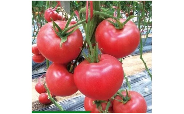 包头番茄苗育苗 大果番茄苗厂家代育-- 寿光瑞丰蔬菜种苗有限公司