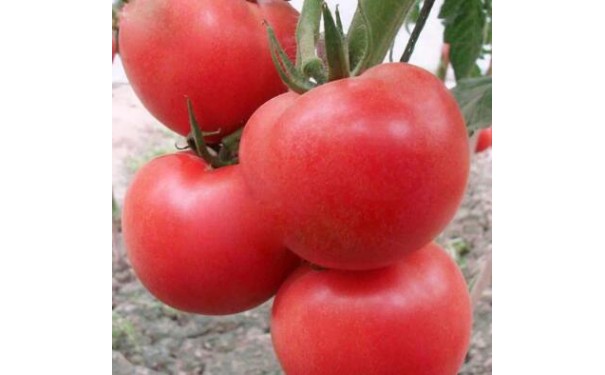 曲阳西红柿苗基地，保定代育越夏番茄苗厂家-- 寿光瑞丰蔬菜种苗有限公司
